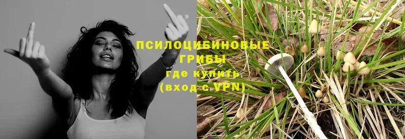 Галлюциногенные грибы Psilocybe  купить наркоту  Западная Двина 